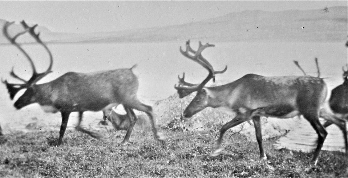 I løpet av de åtte ukene som Einar Skinnarland var tilsluttet gruppen Grouse vinteren 1942/43 skjøt de 13 rein – for å overleve. «Til mat den mann hev trong som hev i fjell fare,» brukte Skinnarland å si. (Foto: Hydro/NIA).